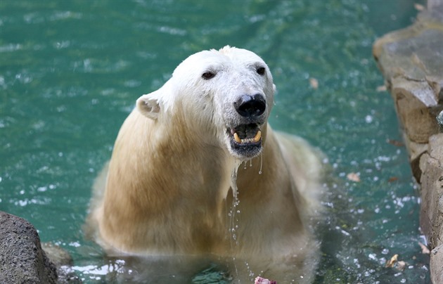 V brněnské zoo uzavřeli cestu k lední medvědici, hrozí zřícení svahu