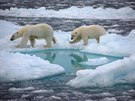 Lední medvdi procházejí roztátým snhem v Arktid.