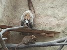 Mld nosla v jihlavsk zoo u zan objevovat svt
