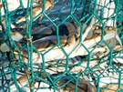 Krab modrý (Callinected sapidus) je postrachem albánských rybá.