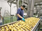 Ve Stránici dnes za den zpracují zhruba padesát tun brambor. Hromada postupuje...