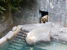 Ledn medvdice Cora z brnnsk zoo m nov bazn. Nron rekonstrukce...