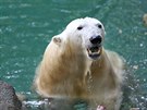 Lední medvdice Cora z brnnské zoo má nový bazén. Nároná rekonstrukce...