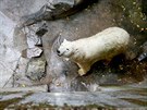 Lední medvdice Cora z brnnské zoo má nový bazén. Nároná rekonstrukce...