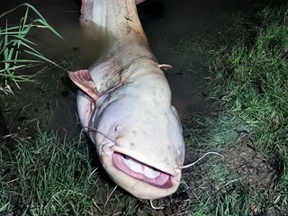 Obrovský albín chycený Jakubem Kotrsem na nástrahu Shadteez 14 cm