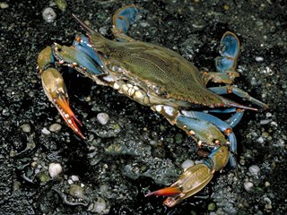 Krab modrý (Callinected sapidus) je postrachem albánských rybářů.