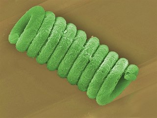 Kompaktní tvar spirulin jim pomáhá účinně využívat dopadajícího slunečního...