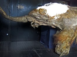 Permafrost mumifikoval i tuto samici mamuta, před 28 tisíci lety, podle jiných...