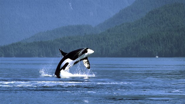 Kosatka dravá je největším zástupcem čeledi delfínovití.