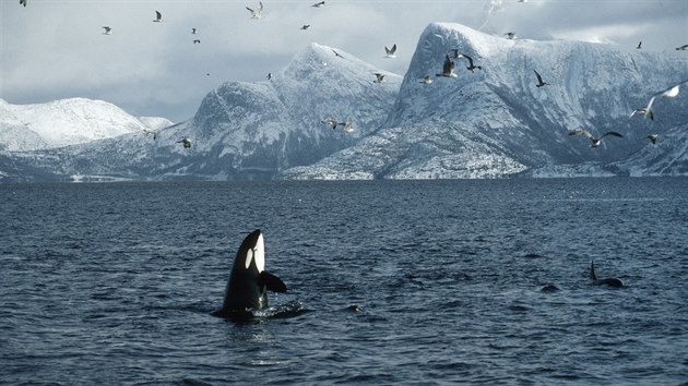 Kosatka dravá u břehů Norska