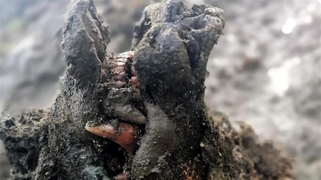 Na Sibiři našli tělo medvěda jeskynního z doby ledové. Měl vnitřní orgány i zuby. V Jakutsku se pak našla i mumie medvíděte. (září 2020)
