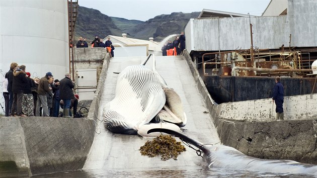 V Norsku letos vrazn vzrostl prodej velrybho masa.
