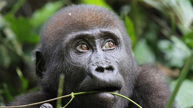 Mládě gorily nížinné v národním parku Nouabalé Ndoki v Demokratické republice Kongo.