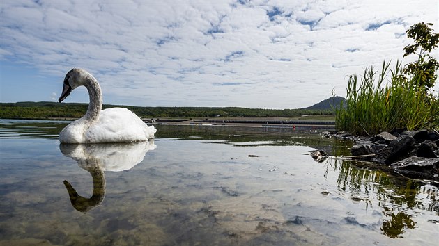 Labuť na hladině rekultivačního jezera Most vzniklého zatopením hnědouhelného lomu Ležáky. (11. září 2020)