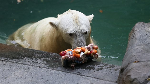 Lední medvědice Cora z brněnské zoo má nový bazén. Náročná rekonstrukce skončila. Nový bazén je objemově asi čtyřikrát větší než ten původní. (13. září 2020)
