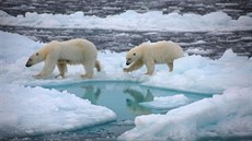 Lední medvědi procházejí roztátým sněhem v Arktidě.