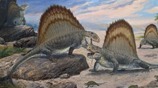 Dimetrodon limbatus (2020)