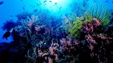 alomounovy ostrovy jsou rájem pro potápe.