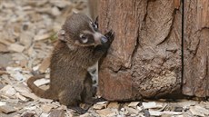 V jihlavské zoologické zahrad se narodilo vbec první mlád nosála blohubého.