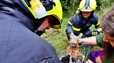 Hasii v Ostrav chytili maru stepní, která utekla chovatelce.