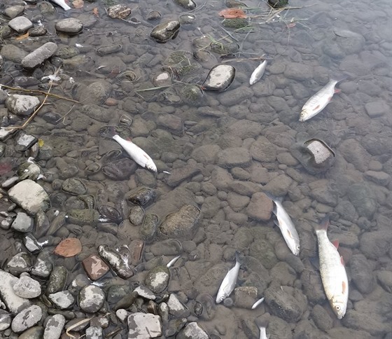 Rybái z eky Bevy vytáhli ohromné mnoství mrtvých ryb. (záí 2020)