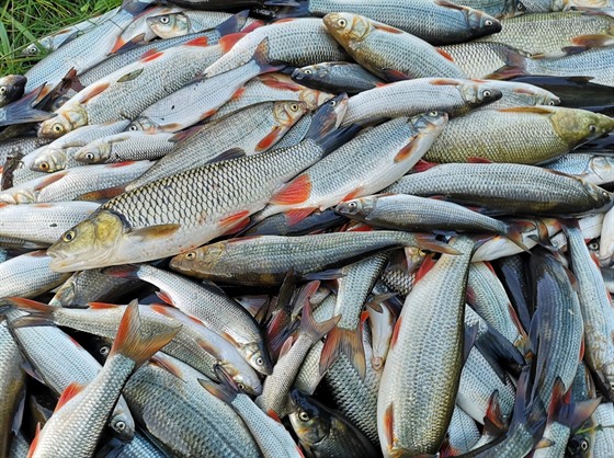 Rybáři z řeky Bečvy vytáhli ohromné množství mrtvých ryb.