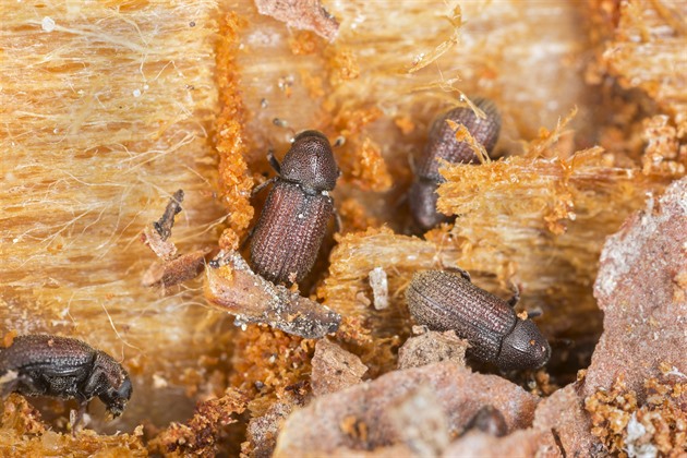 Kůrovcová kalamita může přijít už příští rok a nezničí jen smrky, líčí vlastníci lesů