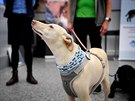 Finsko nasadilo na mezinárodní letit u Helsinek psy, kteí dokáou odhalit...