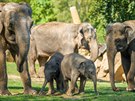 Obrovským lákadlem praské zoo je u pár let také Údolí slon nedaleko pavilonu...