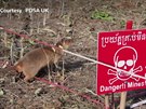 Veterinární charita vyznamenala krysu za hledání nálapných min v Kambodi