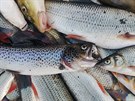 Rybái z eky Bevy vytáhli ohromné mnoství mrtvých ryb (záí 2020)