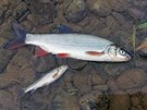 Rybi z eky Bevy vythli ohromn mnostv mrtvch ryb. (z 2020)