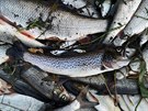 Rybái z eky Bevy vytáhli ohromné mnoství mrtvých ryb.
