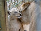 Fazan a Farida. Tak se jmenuj mlata lva berberskho narozen v plzesk zoo....