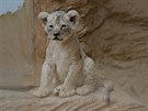 Fazan a Farida. Tak se jmenuj mlata lva berberskho narozen v plzesk zoo....