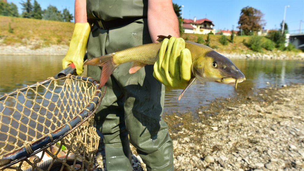 Rybáři z řeky Bečvy vytáhli ohromné množství mrtvých ryb (září 2020).