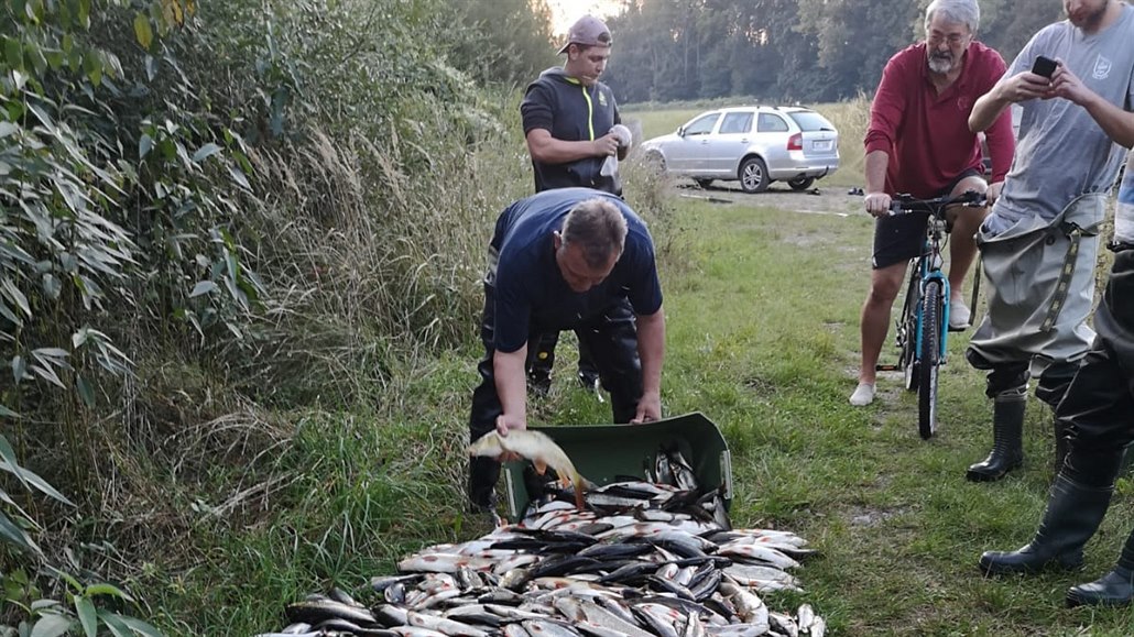 Rybáři z řeky Bečvy vytáhli ohromné množství mrtvých ryb (září 2020)