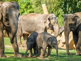 Obrovským lákadlem pražské zoo je už pár let také Údolí slonů nedaleko pavilonu...