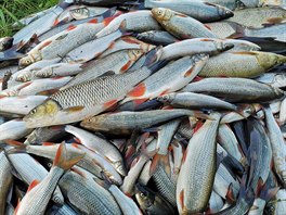 Rybá�i z �eky Be�vy vytáhli ohromné mno�ství mrtvých ryb.