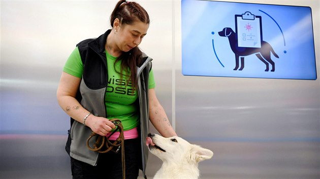 Finsko nasadilo na mezinárodní letiště u Helsinek psy, kteří údajně dokážou odhalit koronavirovou nákazu u lidí. (22. září 2020)