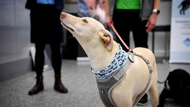 Finsko nasadilo na mezinárodní letiště u Helsinek psy, kteří dokážou odhalit koronavirovou nákazu u lidí. (22. září 2020)