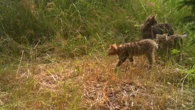 Kočku divokou vodící odrůstající koťata odhalila i fotopast v Javorníkách. (2019)