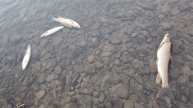 Rybáři z řeky Bečvy vytáhli ohromné množství mrtvých ryb.