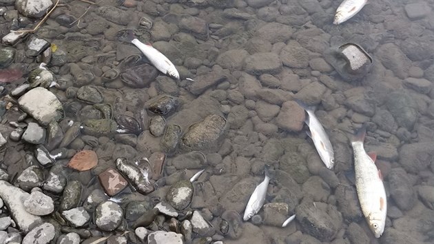 Rybáři z řeky Bečvy vytáhli ohromné množství mrtvých ryb. (září 2020)