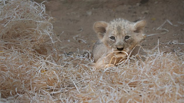 Fazan a Farida. Tak se jmenují mláďata lva berberského narozená v plzeňské zoo. Matkou je šestiletá Tamika, která se o potomky pečlivě stará. (24. 9. 2020)