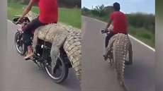 Muž převážel krokodýla na motorce