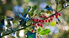 Cesmína ostrolistá: Stálezelený ke, který nevyaduje zvlátní péi, poite si...