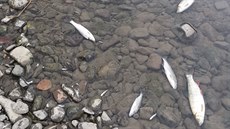 Rybáři z řeky Bečvy vytáhli ohromné množství mrtvých ryb (září 2020). | na serveru Lidovky.cz | aktuální zprávy