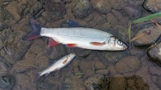 Rybáři z řeky Bečvy vytáhli ohromné množství mrtvých ryb (září 2020).