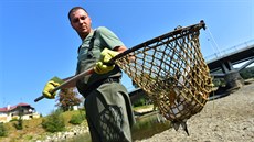 Rybái z eky Bevy vytáhli ohromné mnoství mrtvých ryb.